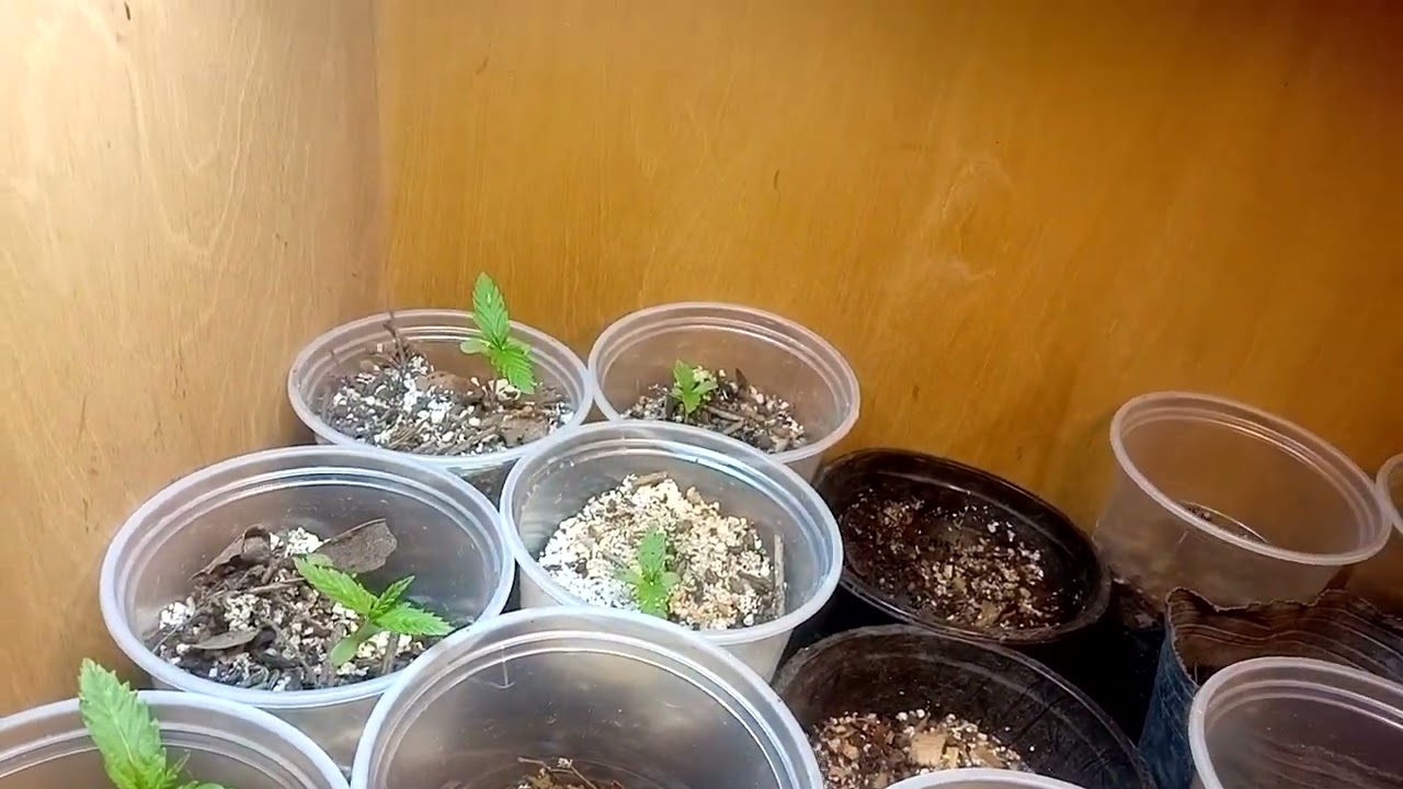 cultivo indor galponeras . bajo consumo canabis reprocan .seguimiento completo  v&iacute;deo n&uacute;mero 1