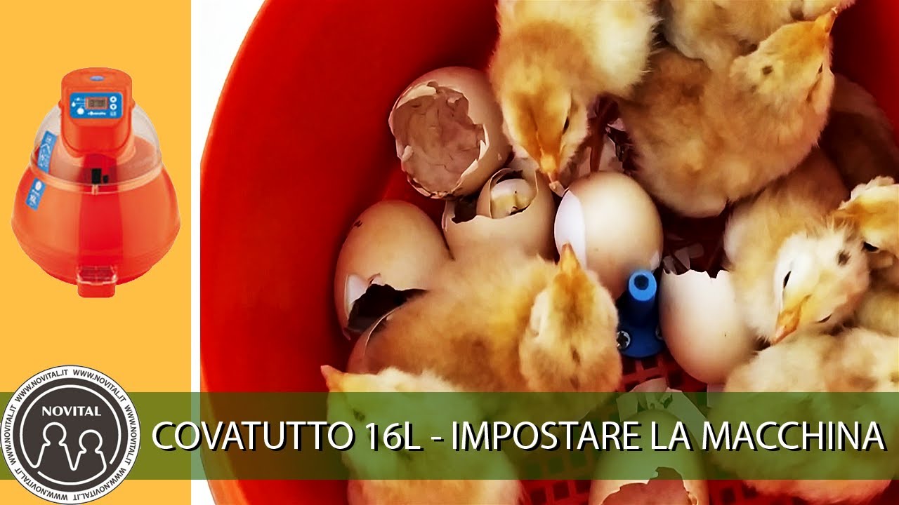 Covatutto 16L Digitale Automatica: come impostare l'incubatrice.