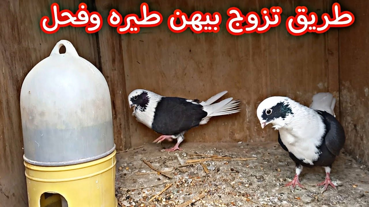 طريق تزوج بيهه الطيور وطيرنه الرافل