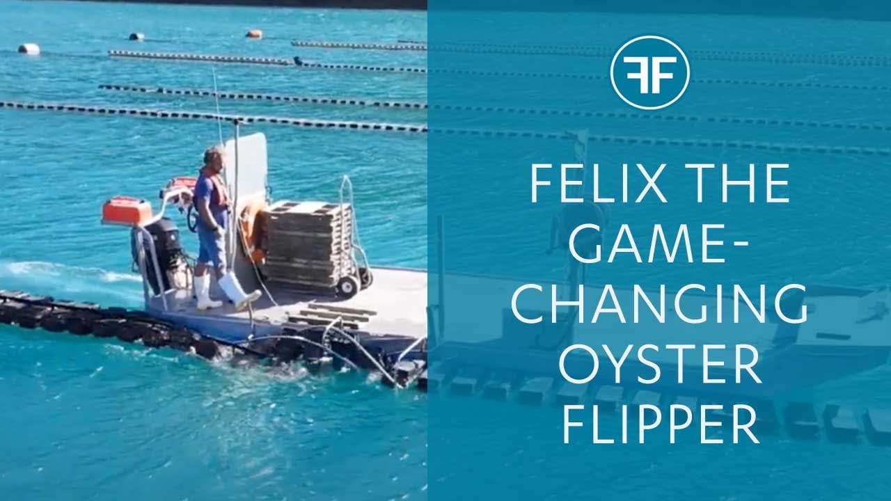 FlipFarm- Where it all began!