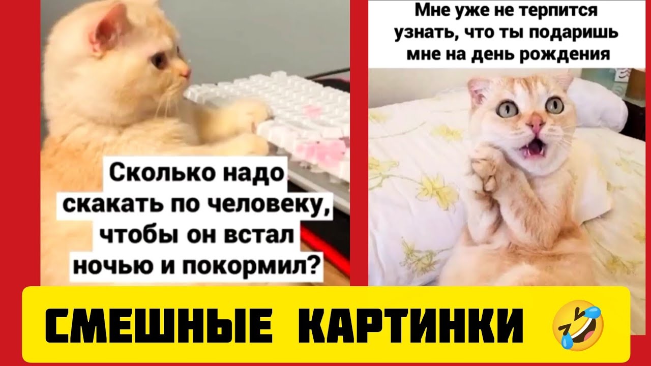 Сколько котику скакать 😸по человеку, чтобы он встал и покормил?🤣смешные картинки и весёлая музыка
