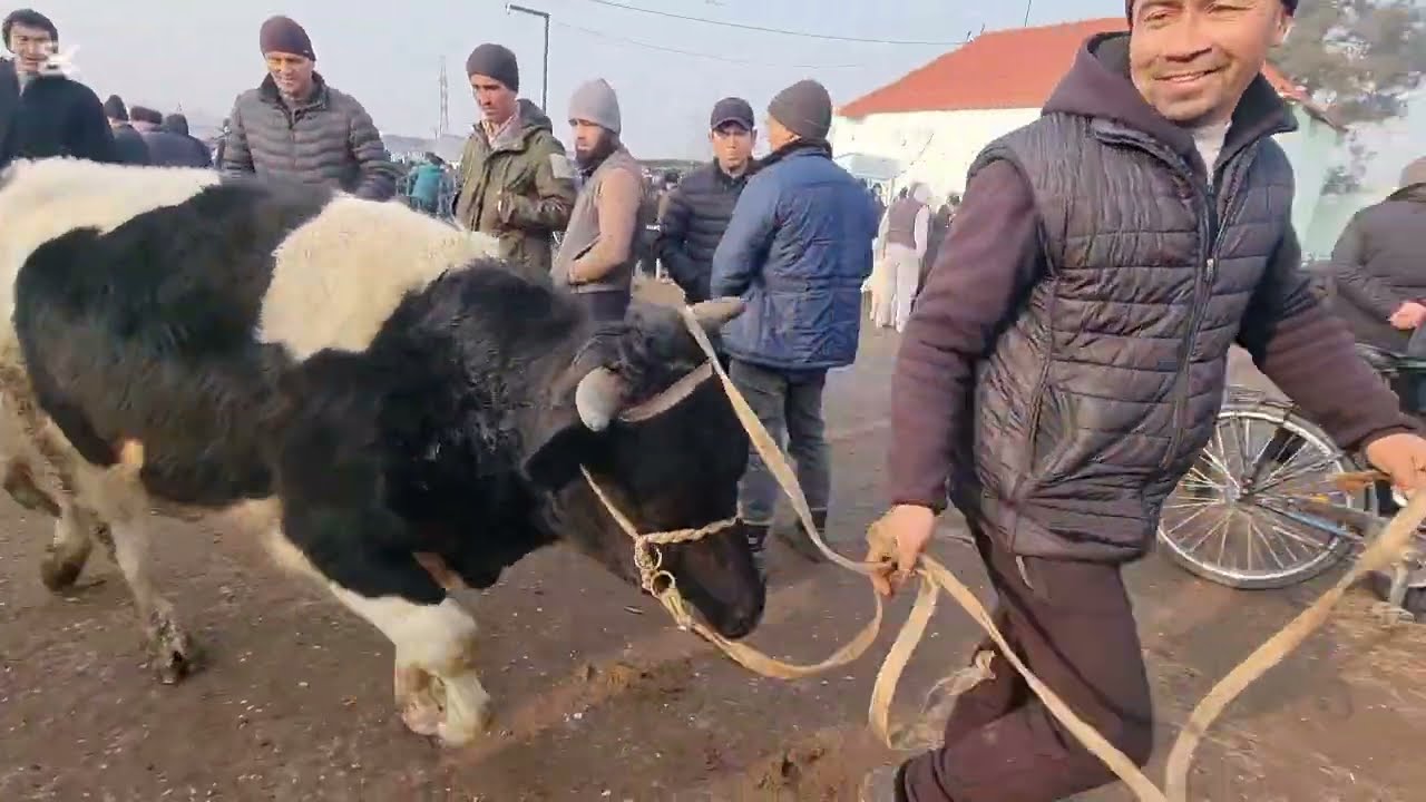 Marĝilon Kombinat chorva bozorida novvoschalar narxi 👍 