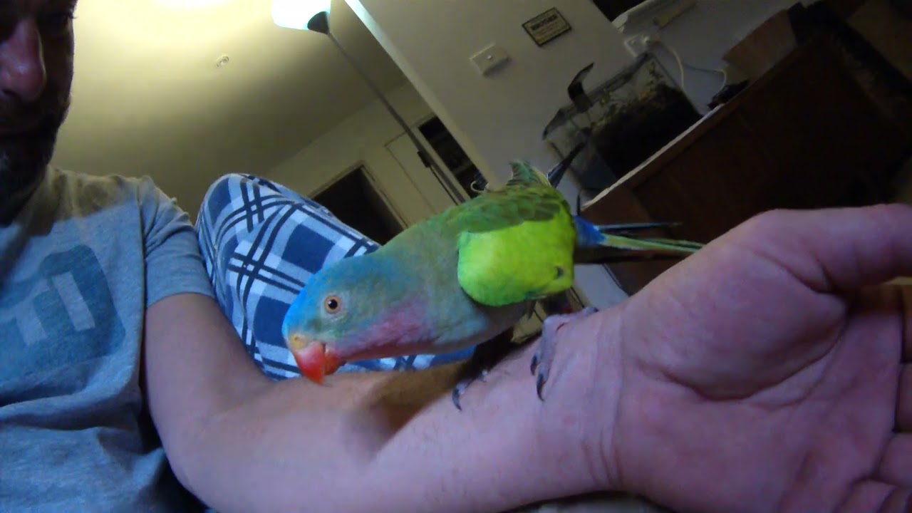 Chicken the parrot being a little rascal as usual.