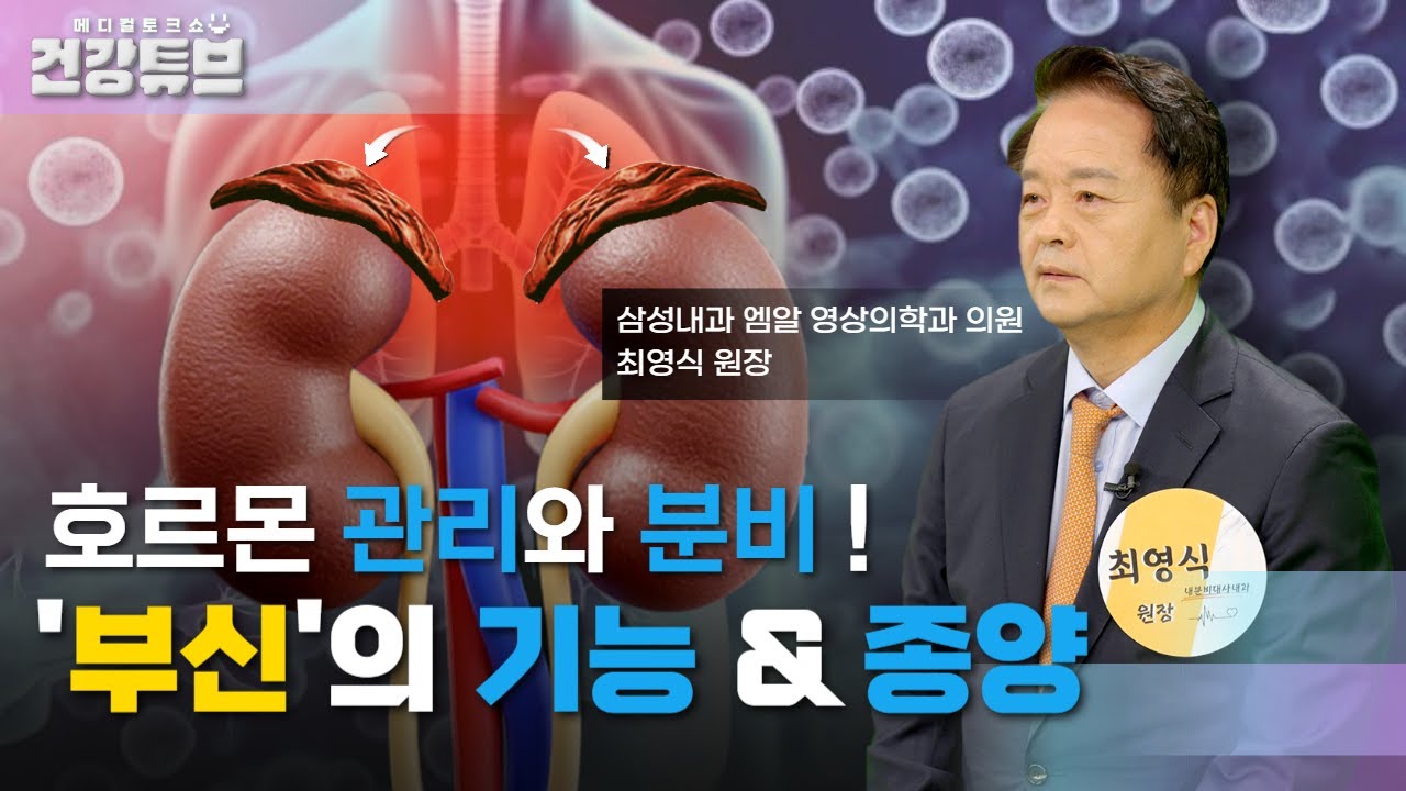 [KNN건강튜브] 호르몬을 관리하고 분비한다! 부신의 모든것!