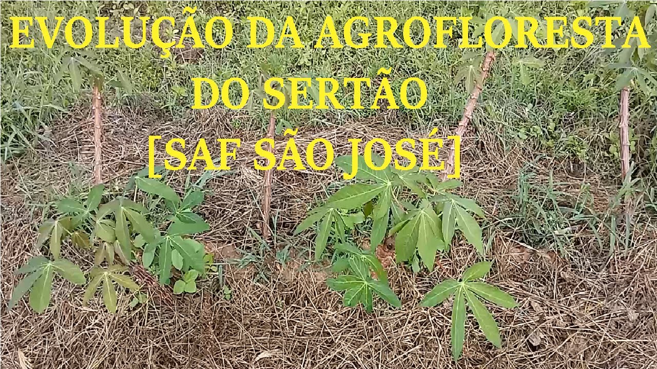 Agrofloresta na Caatinga 18/05/21 SAF São José