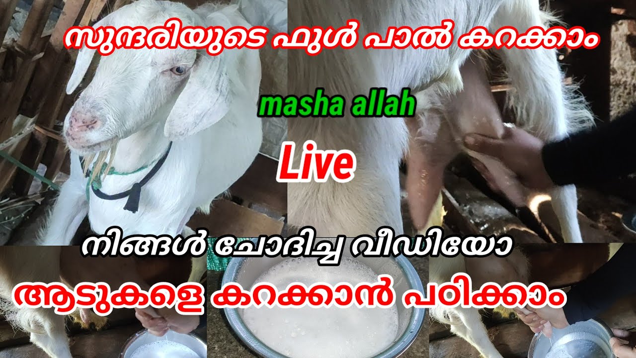 ആടുകളെ കറക്കാൻ പഠിക്കാം🌿Goat milking🌿#goatfarming