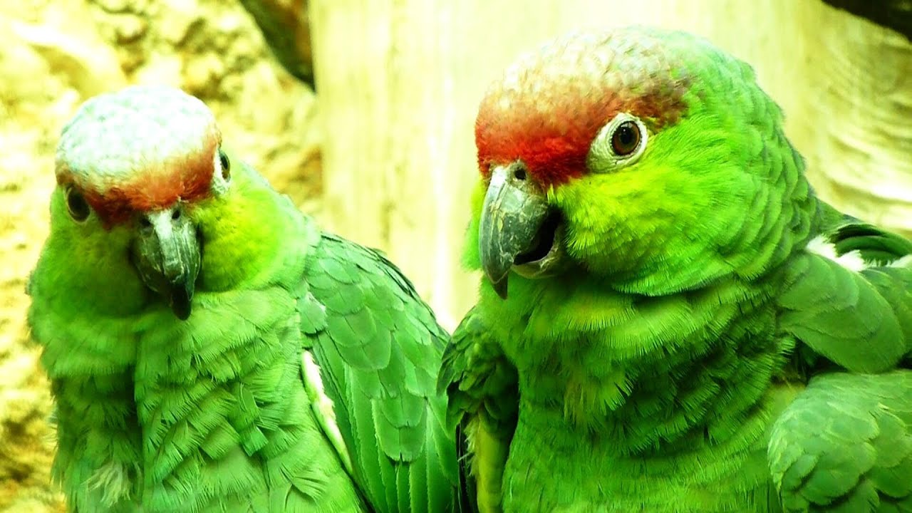 20  SCH&Ouml;NSTEN PAPAGEIEN DER WELT  HD  -  20 MOST BEAUTIFUL PARROTS OF THE WORLD