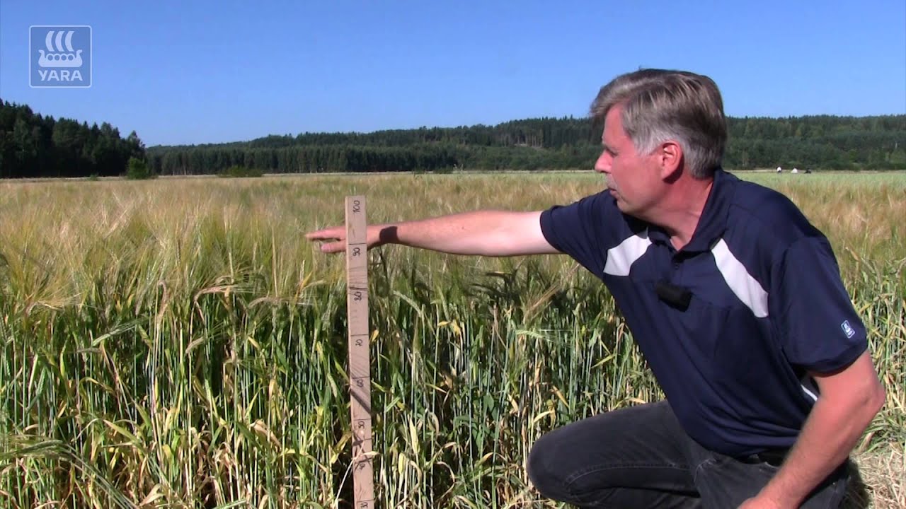 Fosforin vaikutus sadon määrään ja laatuun