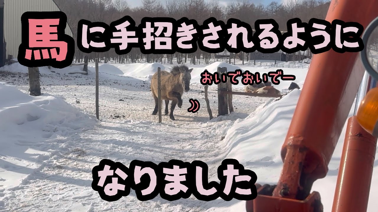【馬】馬に手招きされるようになりました