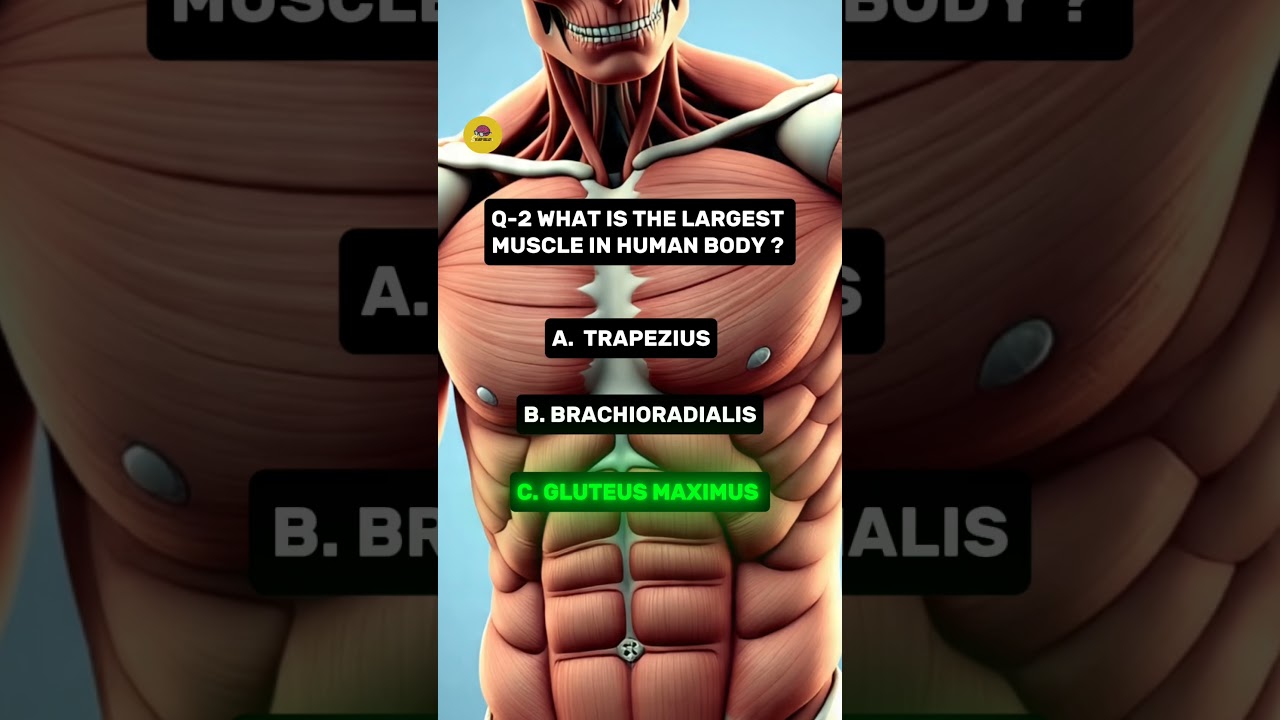 TOPIC :- MUSCLES 💪🏼 