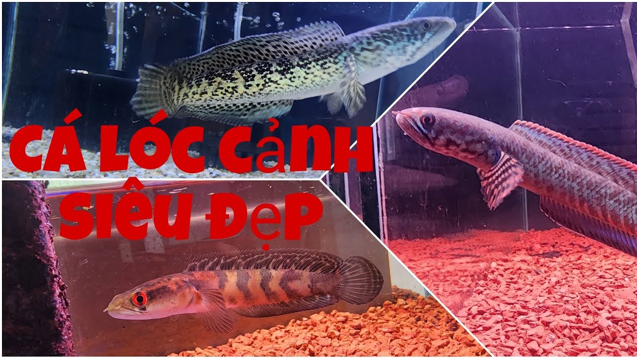 TỔNG HỢP - BÁO GIÁ NHỮNG DÒNG CÁ LÓC CẢNH HOT NHẤT HIỆN NAY #CHANNA #cácảnh #TYCHANNA