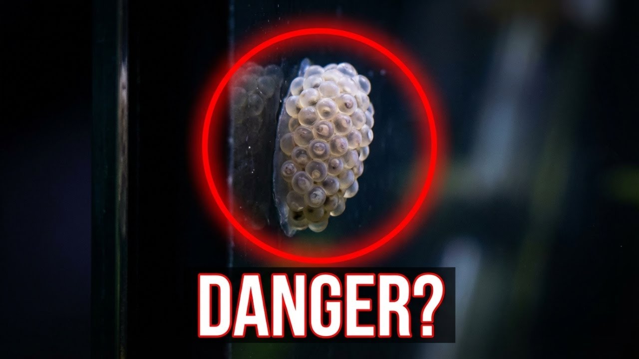 Why Everyone Gets Aquarium Snails Wrong