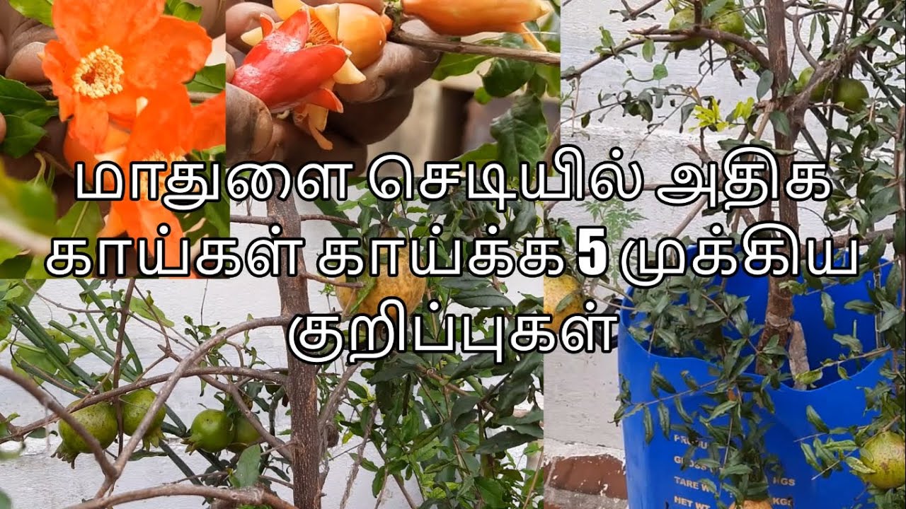 மாதுளை செடியில் அதிக காய்கள் காய்க்க 5 முக்கிய குறிப்புகள் || 5 Important Tips for more fruiting