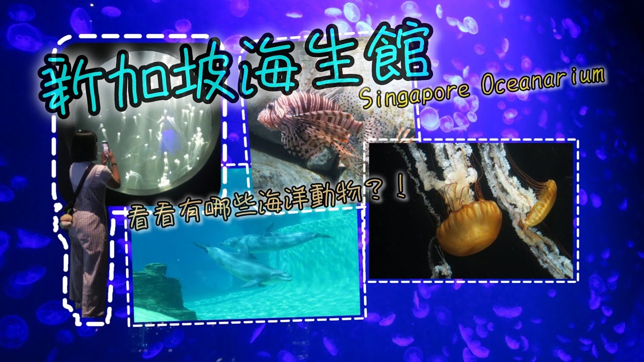 新加坡半日遊|新整修好的海生館| 好多不同種類的水母|每個都被我們說成食物超好笑的！| 兔喬喵^v^