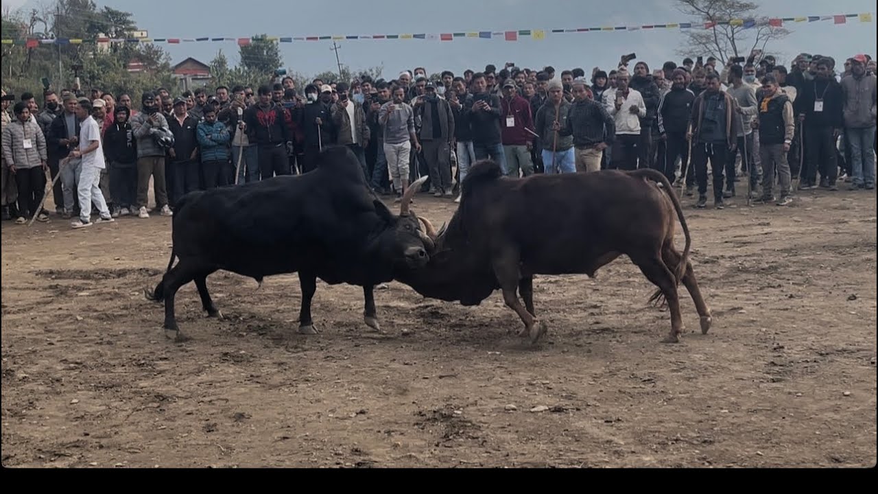 Dhading darkha don vs mulpani don jire tare🩷