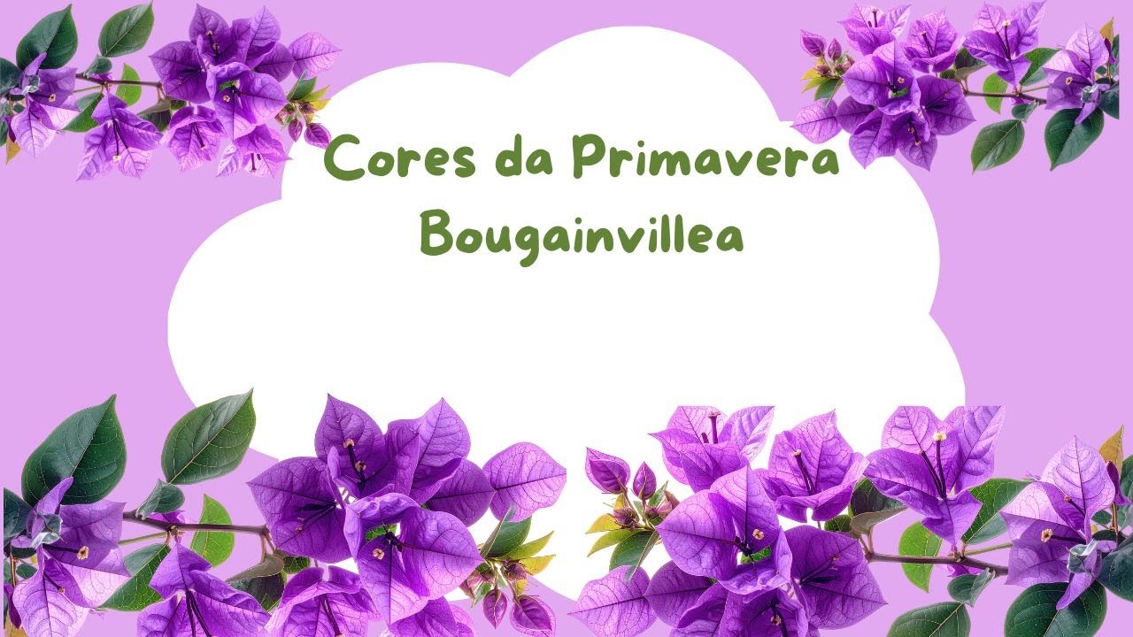Achei que Já Tinha Visto Tudo… Até Ver as Cores da Primavera Bougainvillea