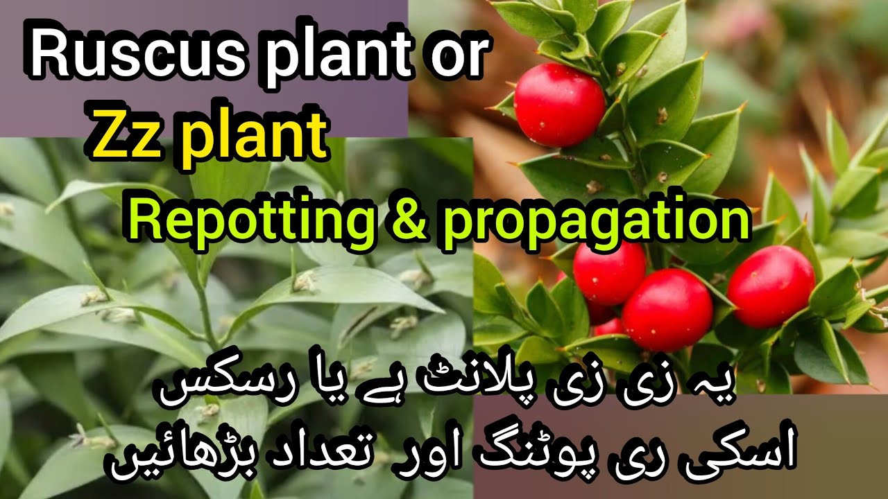 Ruscus plant or zz plant repotting and propagation/care in winter//Bloom with SI 