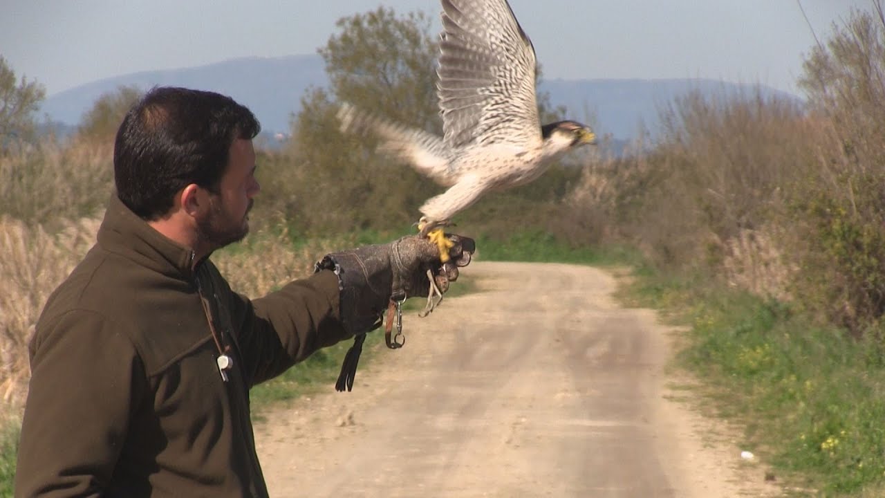Falcoaria
