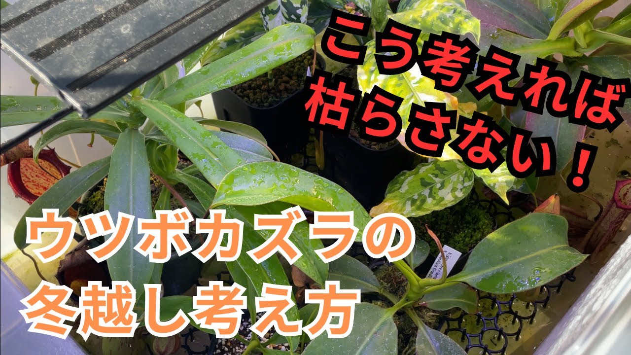 [食虫植物]ウツボカズラの冬越しの考え方
