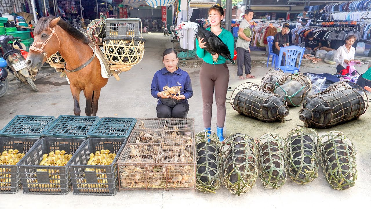 480 Days Buy Horse, Chickens, Pigs, Ducks To Raising - Sell 100KG Pig After 1 Year Of Raising