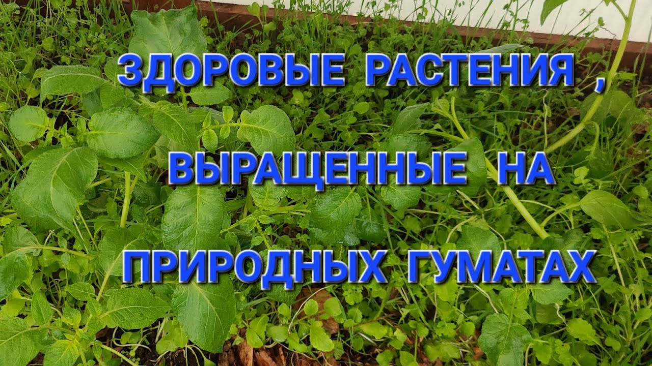 ПРИРОДНЫЕ ГУМАТЫ БЕСПЛАТНО И ЭФФЕКТИВНО.