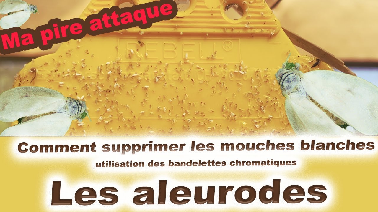 Comment combattre la Mouche blanche des cultures FACILEMENT ?Languette chromatique contre l'aleurode