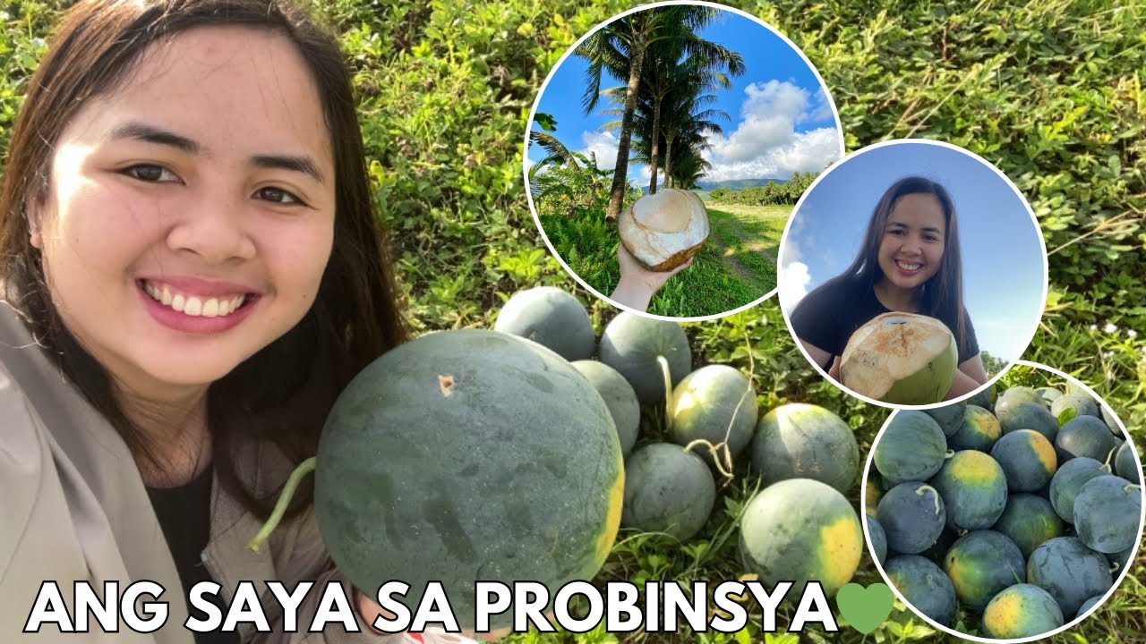 BUHAY PROBINSYA | NAKIPITAS NG PAKWAN + NAGBUKO | RELAXING VIEW SA TANIMAN NILA AUNTIE |vlog#497