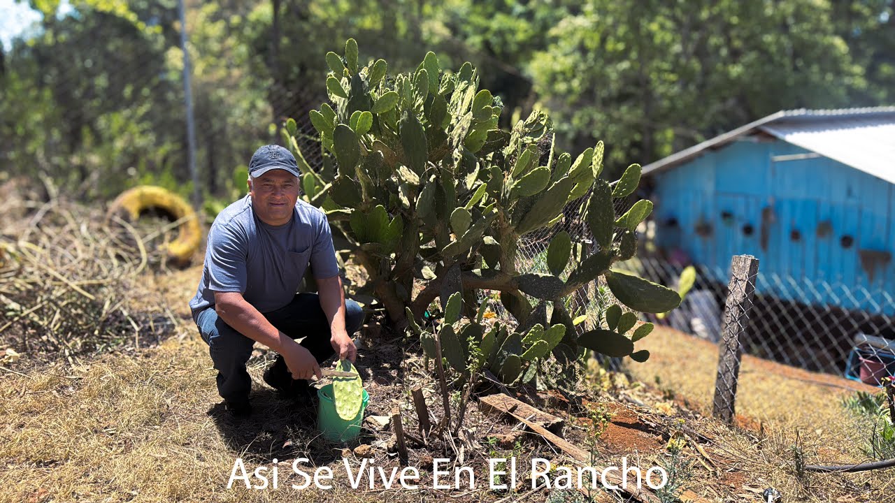 Cuando Tengo Muchos Nopales Los Preparo de Esta Forma