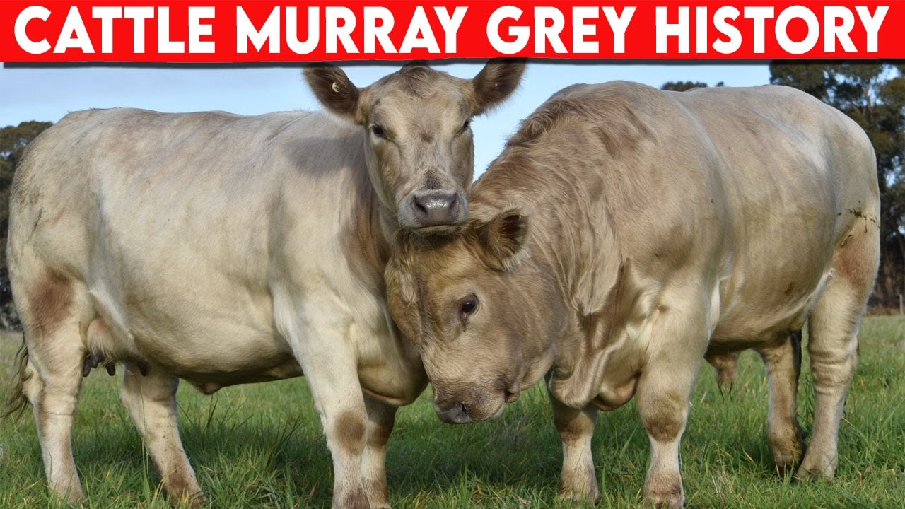 ⭕ Cattle Breeds Murray Grey HISTORY ✅  Cattle MURRAY GREY  / Bulls MURRAY GREY