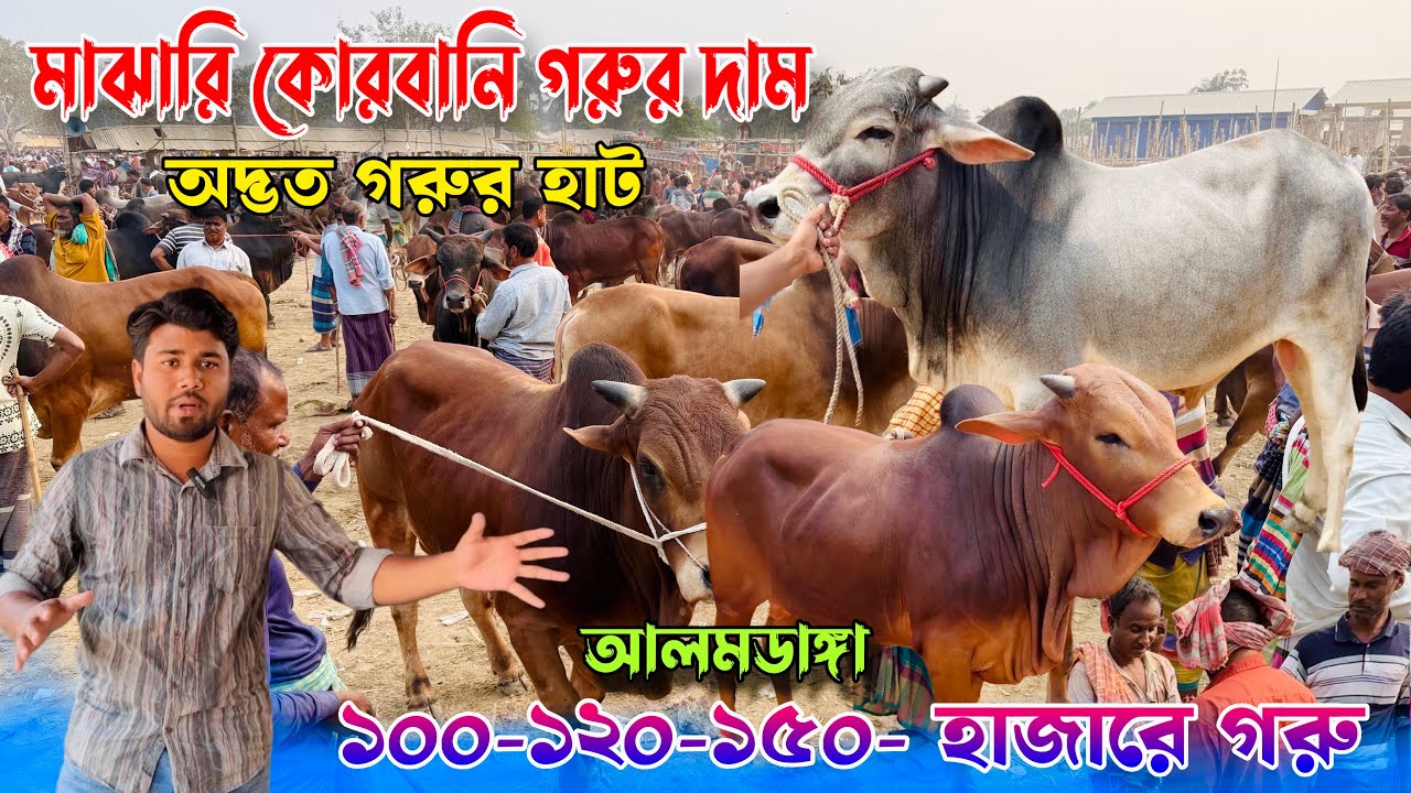 মাঝারি গরুর দাম🔥১ লাখ ১২০-দের লাখের সুন্দর সুন্দর  গরু।অদ্ভুত হাট দাম বেশি।২০২৬ কোরবানি। আলমডাঙ্গা