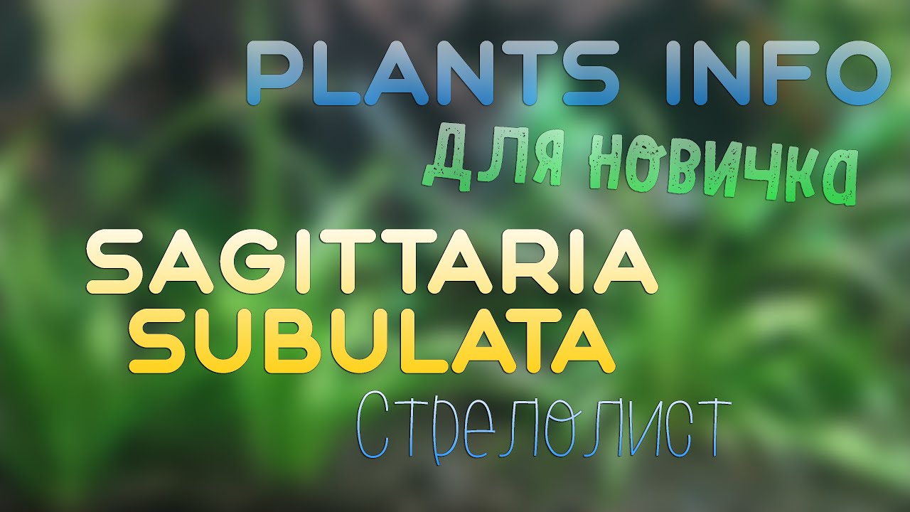 Plants Info | ДЛЯ НОВИЧКА | Sagittaria subulata (Стрелолист)