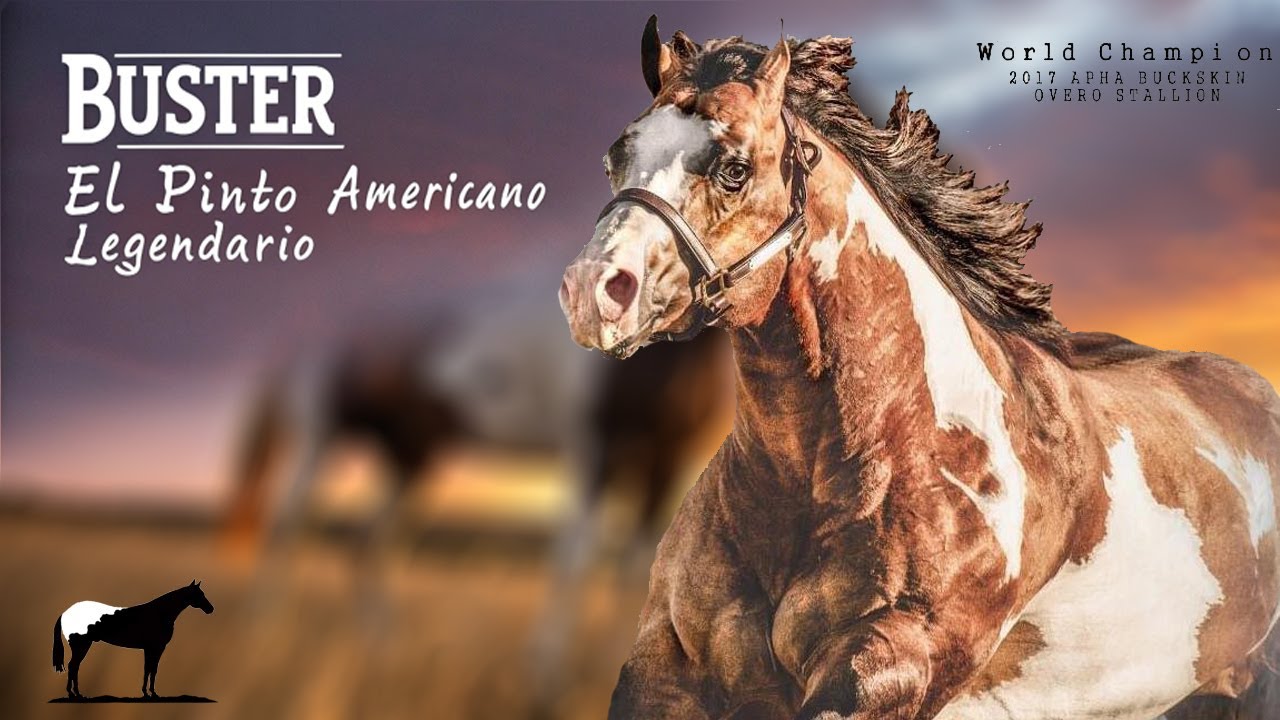 La Leyenda de Buster 