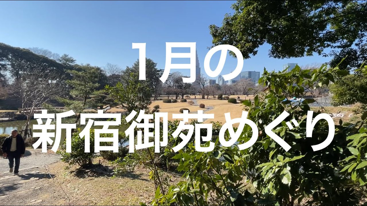 1月の新宿御苑めぐり #新宿御苑 #ウォーキング #散策