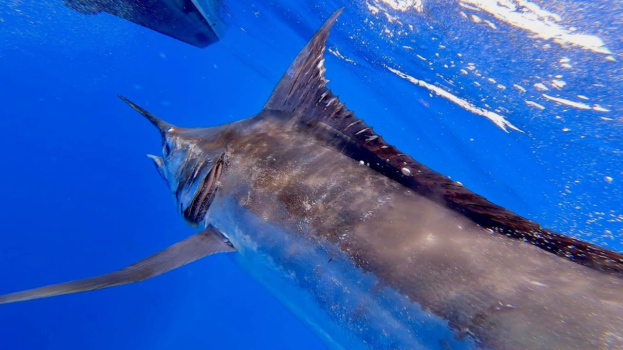 The Mauritius Billfish Release 2019. Day 3