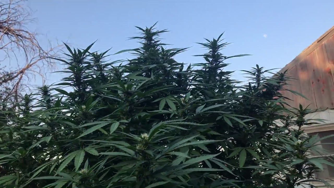 2017 outdoor medical cannabis grow update: week 17
