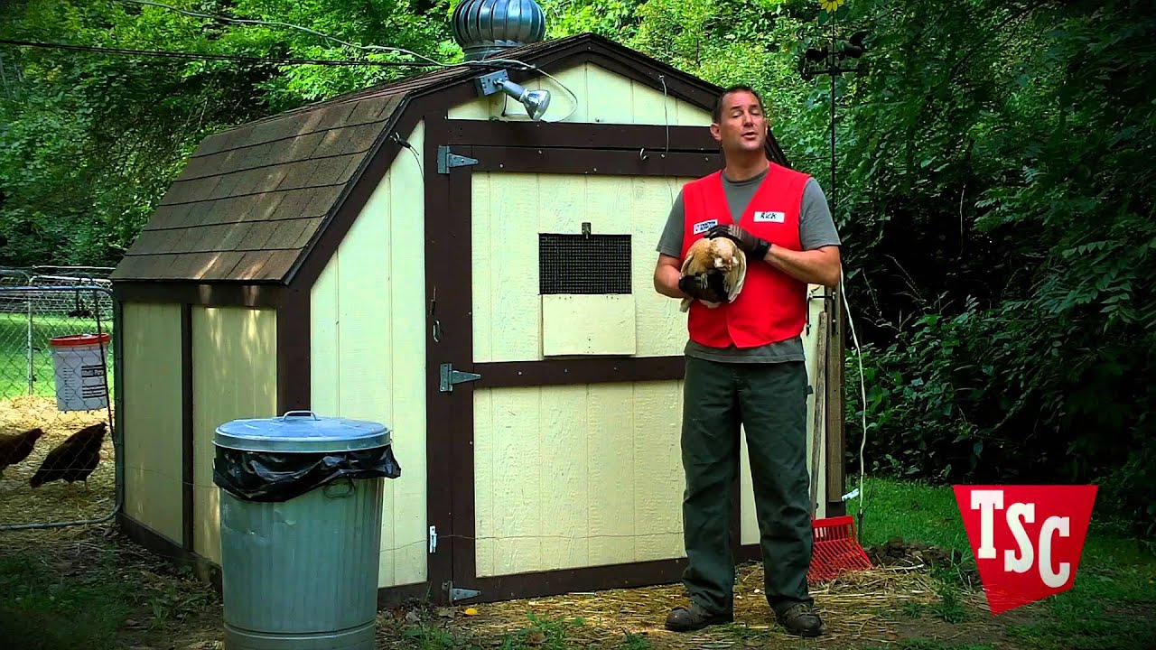 How to Recognize and Treat Poultry Mites and Lice | Chicken Care | Tractor Supply Co.