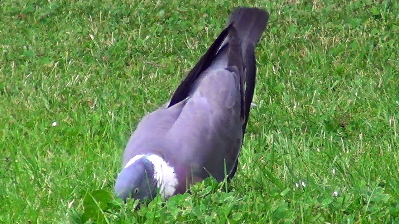 Chant du Ramier