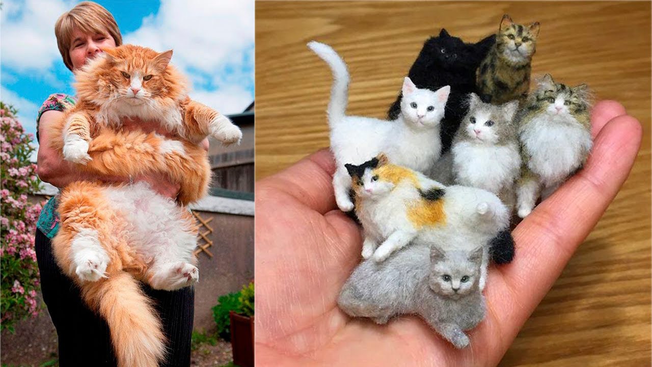 Why Cats make the Best Pets #1
