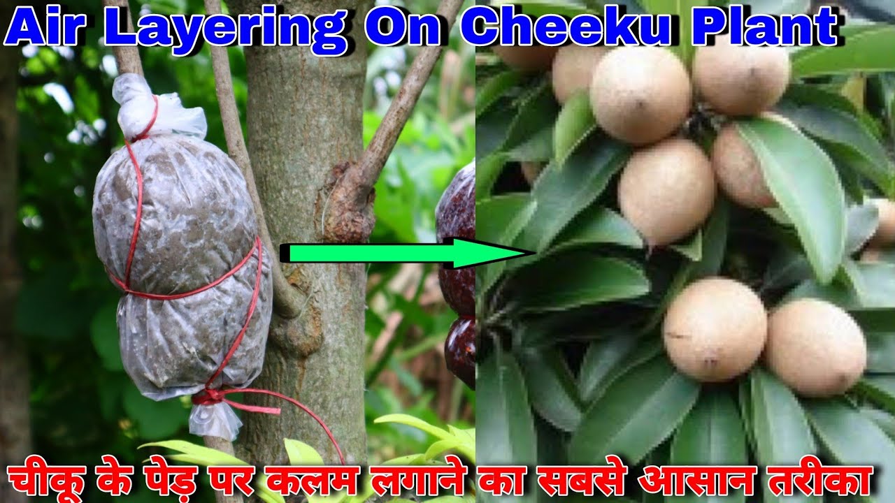 How To Air Layering Sapota (Cheeku) Plant|| All Information||चीकू पे कलम बांधने का आसन तरीका।