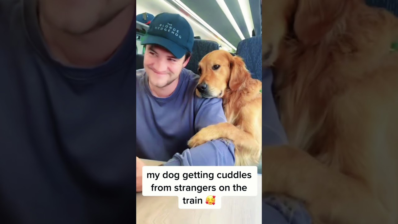 My dog likes to make friends with strangers ..#funnydogs #talkingdog #makefriends #friendlydog