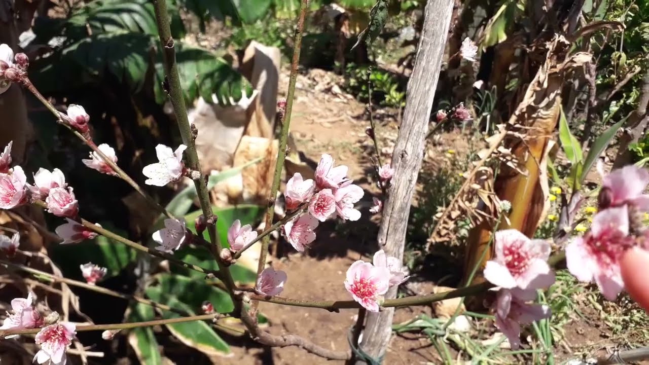 👩🏻‍🌾Floración de la nectarina🥰