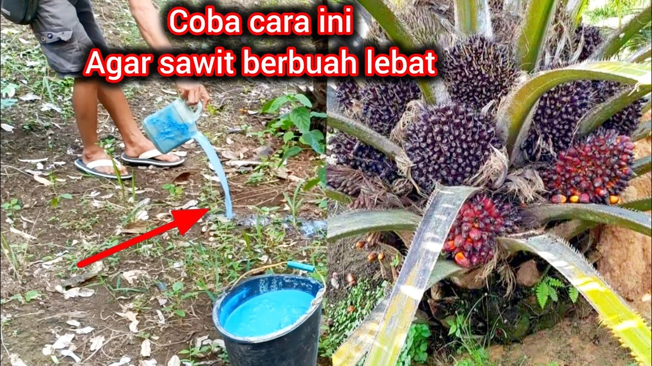 Coba lakukan Cara ini agar sawit berbuah lebat modal lebih hemat hasil meningkat -part~883