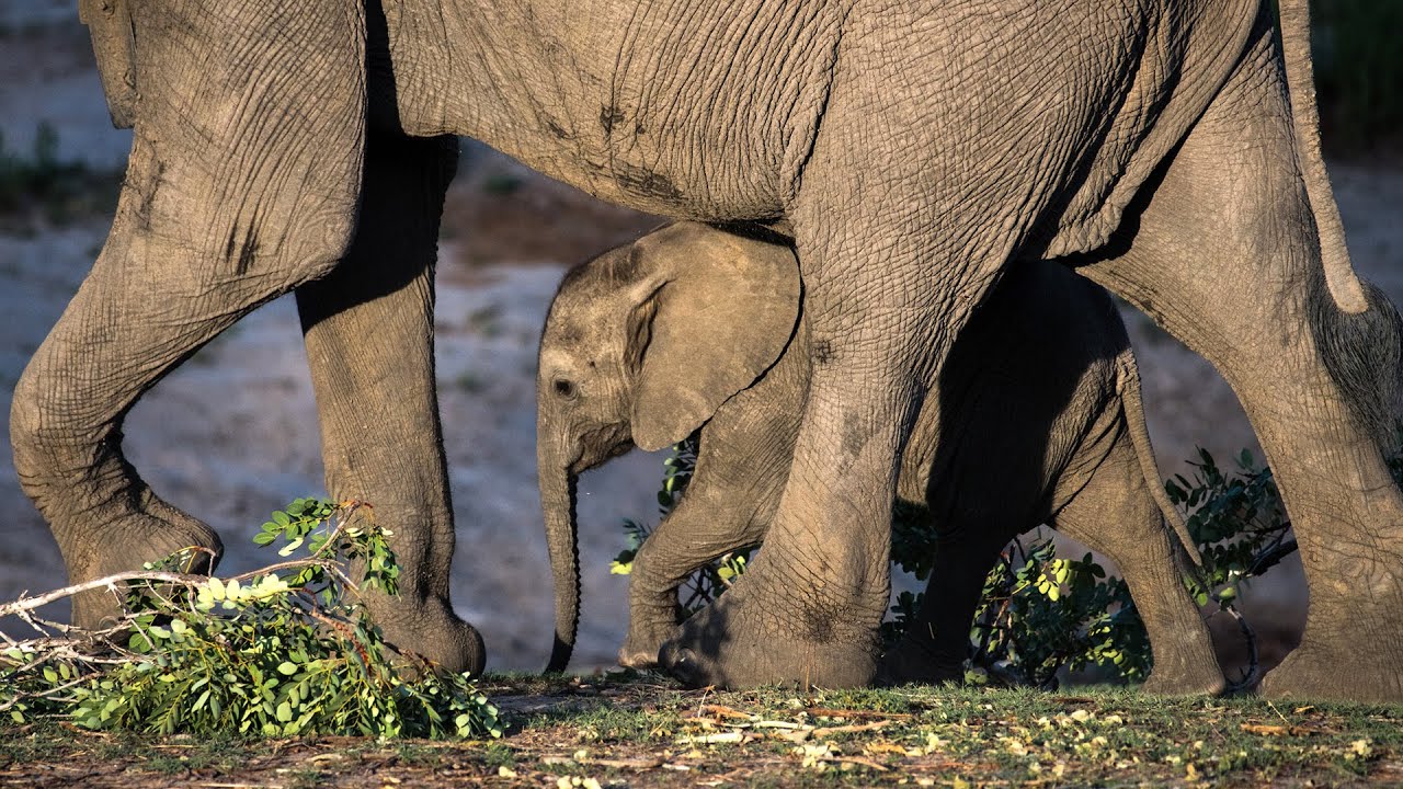 Together, we're building a better future for elephants
