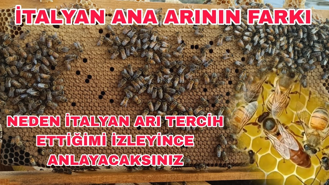 İTALYAN ANA ARININ YAVRU FARKINI GÖRELİM. BAL TOPLAMASI DA ÇOK GÜZEL.