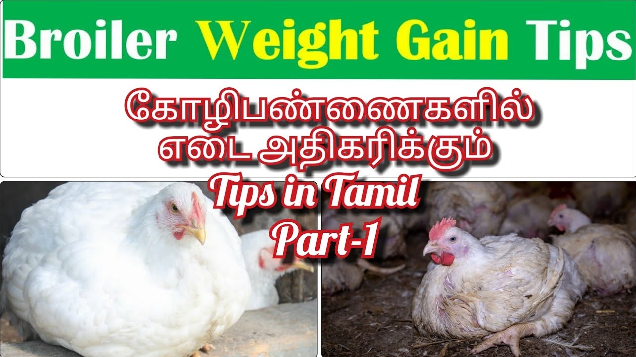 பிராய்லர் கோழி பண்ணைகளில் எடை அதிகரிக்கும் Tips , part-1
