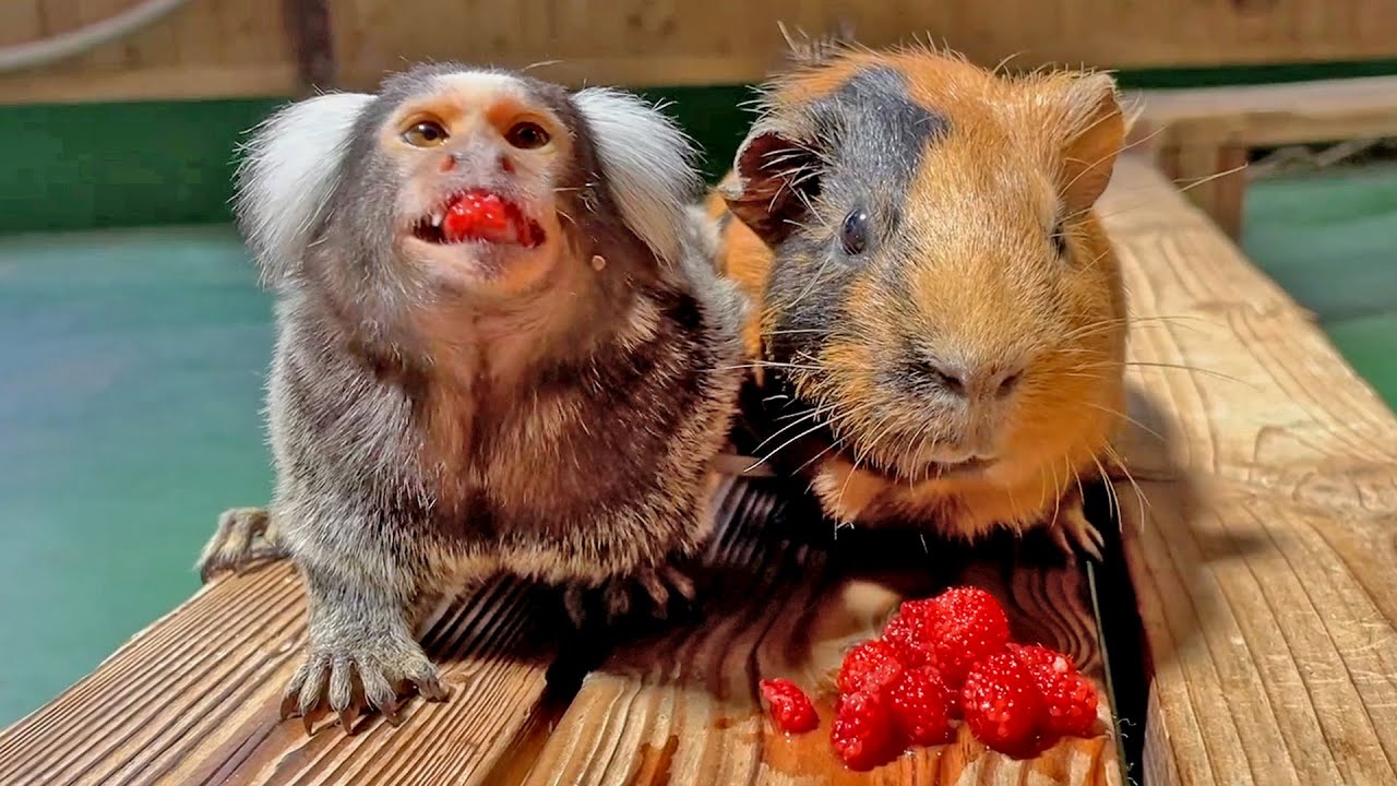 超仲良しなモルモットとサル！Guinea pig, marmoset & goat eat wild raspberry