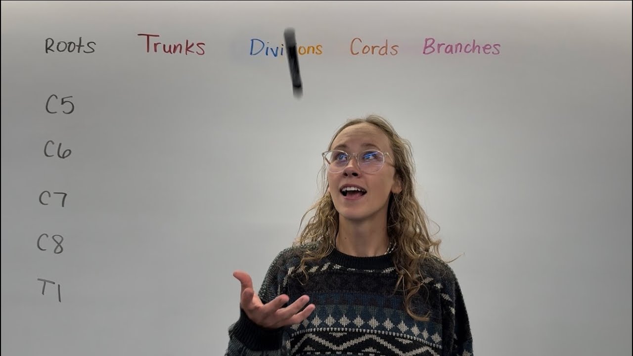 Brachial Plexus Explained in Depth