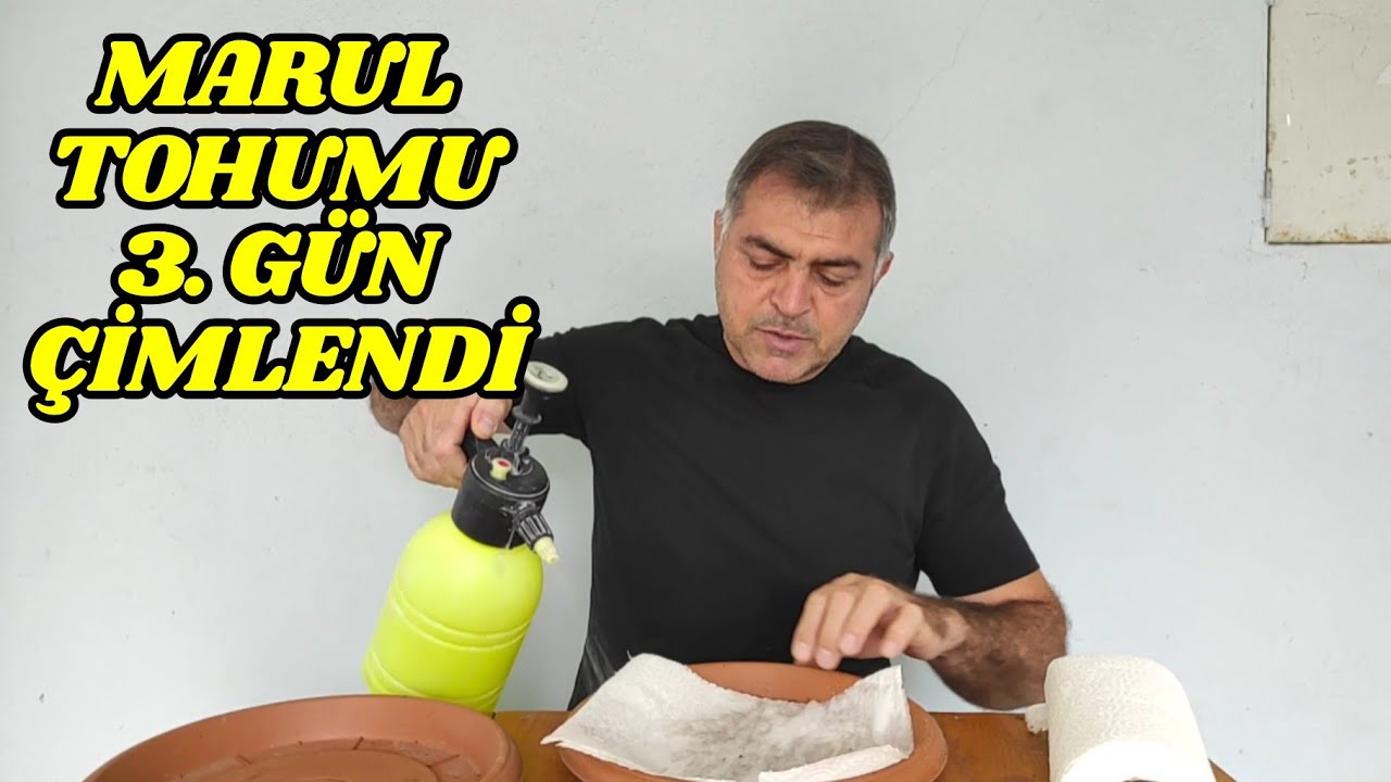 Bu Yöntemle, Marul Tohumu 3 Günde Çimleniyor