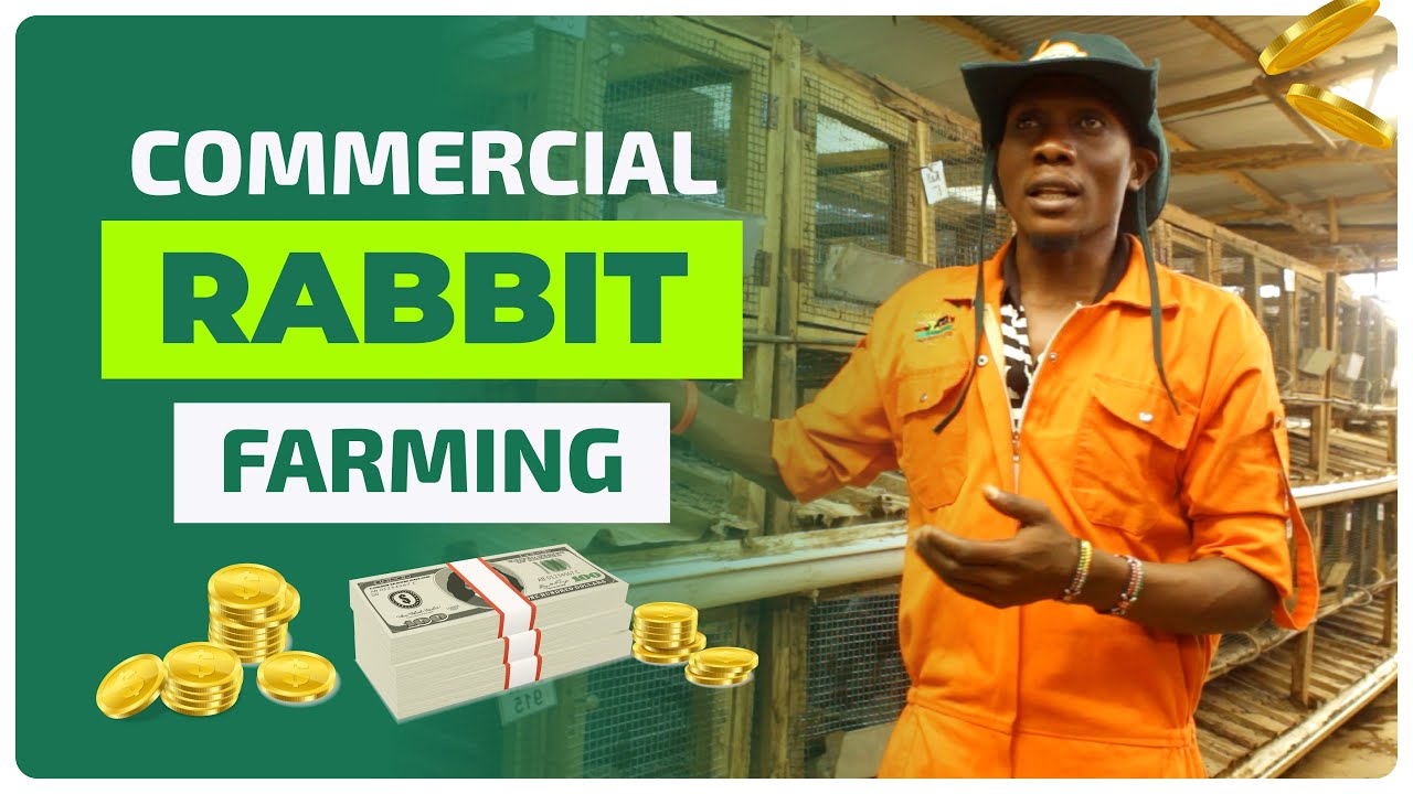 Commercial Rabbit Farming |Making Millions through meat and wastage products
