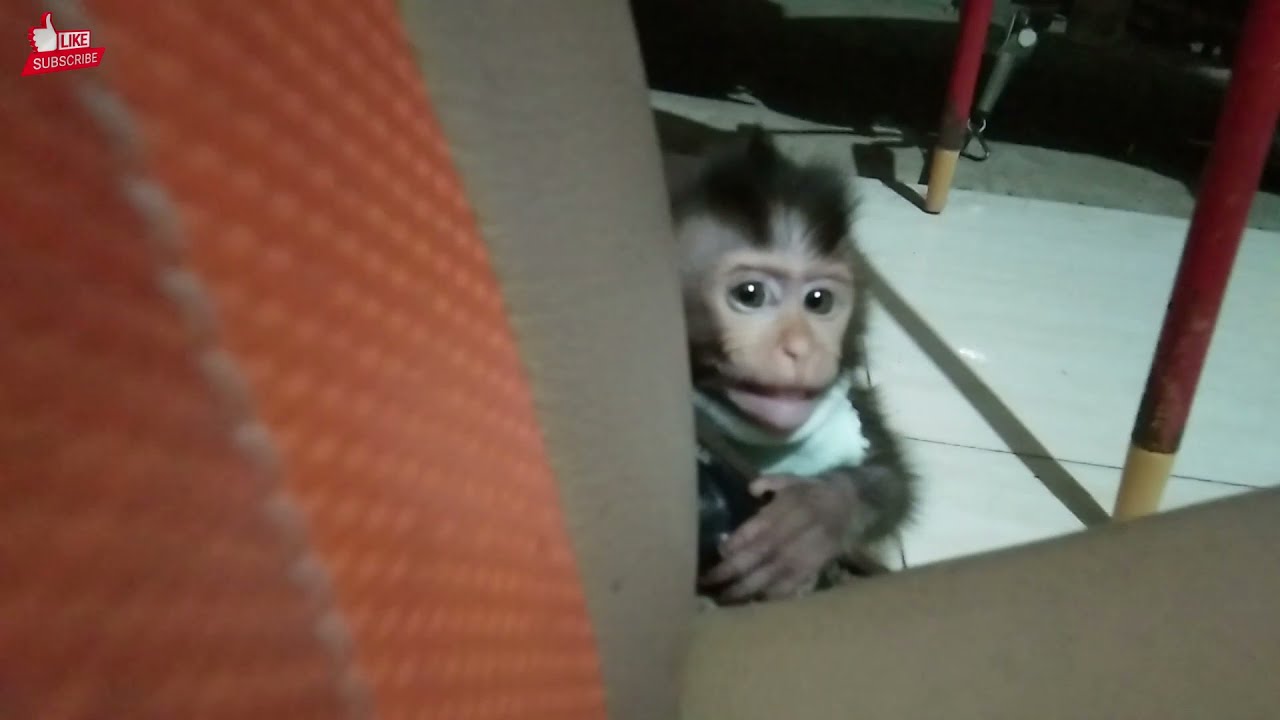 BABY MONKEY IS ALIVE AND LOOKING FOR AN OWNER